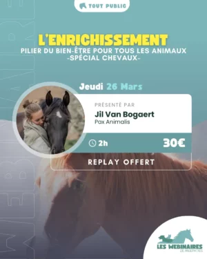 Un cheval qui s’ennuie au box, des repas engloutis en un rien de temps , une frustration liée au manque d’interaction ou d’exploration. Et si ton cheval s'ennuyait ? À chaque problématique, des solutions enrichissantes que Jil te propose de découvrir ! L'enrichissement de la vie de ton cheval : ton nouveau objectif !
