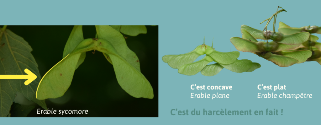 Comparaison des samares d'érable sycomore avec les samares d'érables plane et champêtre