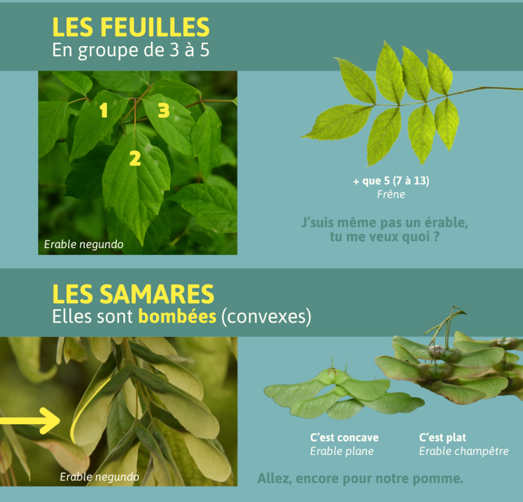 Feuilles composée de l'érable Neguno en comparaison au frêne.
Samares bombées et convexes de l'érable Neguno en comparaison aux érables champêtres et plane.