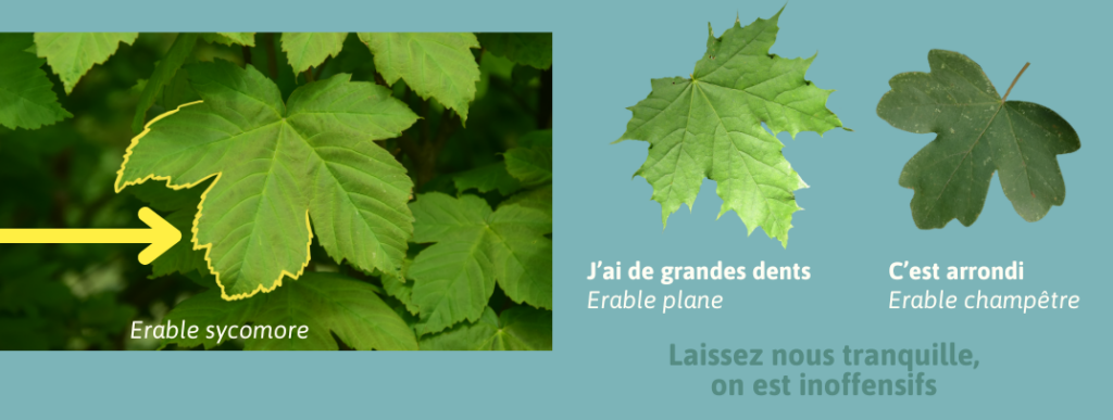 Comparaison des feuilles d'érable sycomore avec les feuilles d'érables plane et champêtre