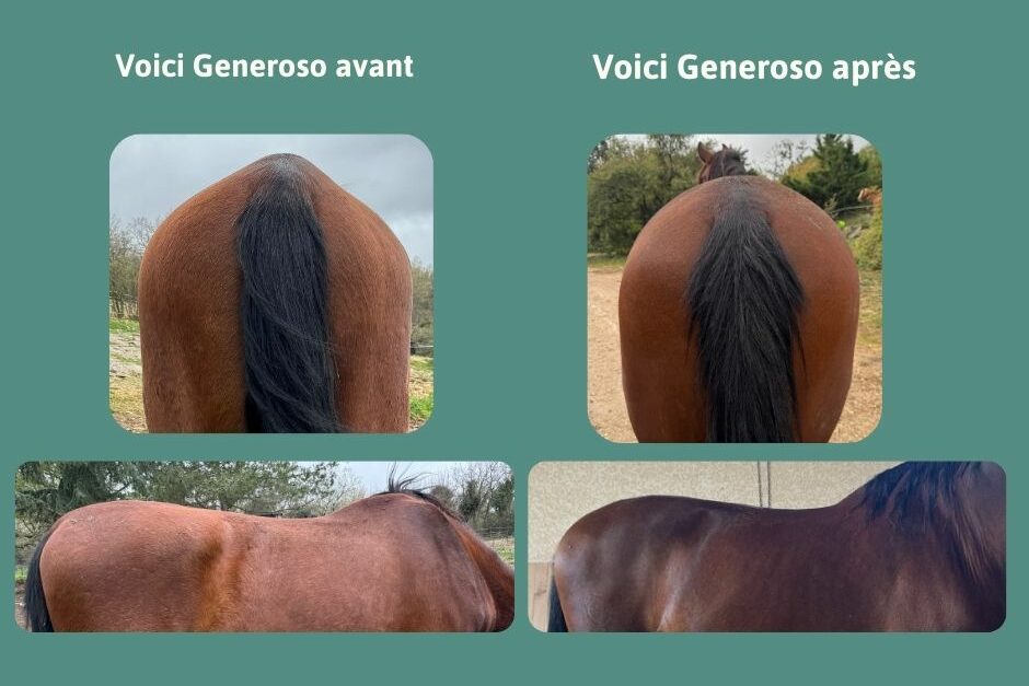 Un cheval manque de muscle, pas de travail : alimentation, santé et environnement sont les vraies causes d’un cheval démusclé. Ici, ce cheval n'a pas travaillé pendant un an mais ses ulcères ont été soignés et son alimentation adaptée.