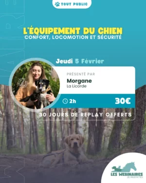 Un équipement inadapté pour ton chien, ça peut vite être la cata et en même temps c'est tellement difficile de choisir. Entre les colliers et les 2472 types de harnais, comment s'y retrouver ? Morgane t'aide à y voir plus clair et analyse le harnais de ton chien !