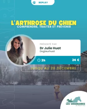 L'arthrose du chien : comprendre, traiter et prévenir