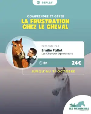 Tu veux utiliser la récompense alimentaire pour des séances plus agréables avec ton cheval… et pourtant il frustre ? La frustration n’est pas une fatalité : ce webinaire t’apprend à comprendre ses réactions, identifier les vraies causes et transformer vos séances en moments calmes et constructifs
