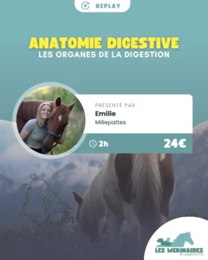 Pourquoi les chevaux sont si sensibles aux ulcères ? Pourquoi le flanc droit peut paraître si gonflé ? On débrief le rôle et l'anatomie des organes de la digestion !
