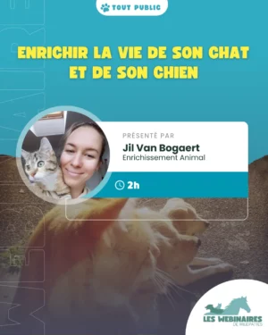 Du chien qui détruit ta maison au chat hurle à la mort, du chien qui te suit partout au chat qui passe son temps en dépression à dormir. Et si ton animal s'ennuyait ? Jil te parle enrichissements pour chien et chat !