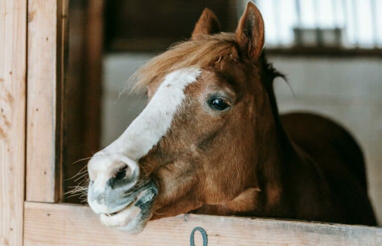 Rhinopneumonie équine, prévention et traitement efficace.