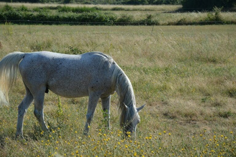 A serene white horse grazing amidst wildflowers in a sunny rural meadow, embodying tranquility and nature.