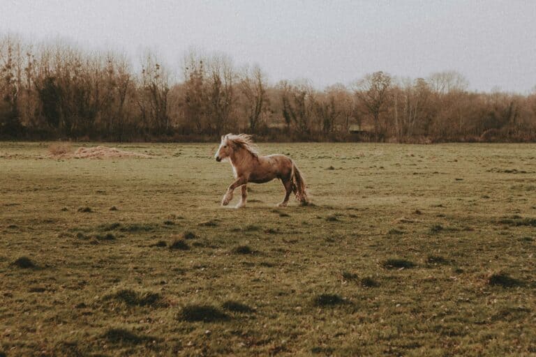 Side view of brown horse with white muzzle and furry mane running on grassy meadow near trees under gray sky in countryside in daylight