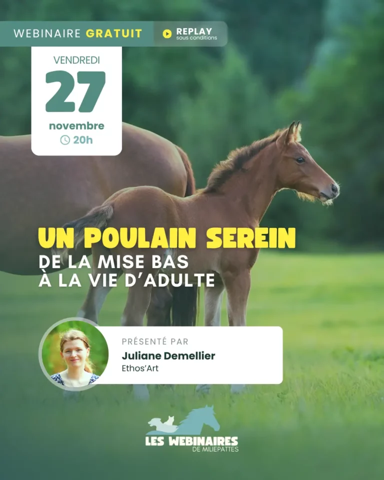 Un poulain serein, de la mise-bas à la vie d&rsquo;adulte,