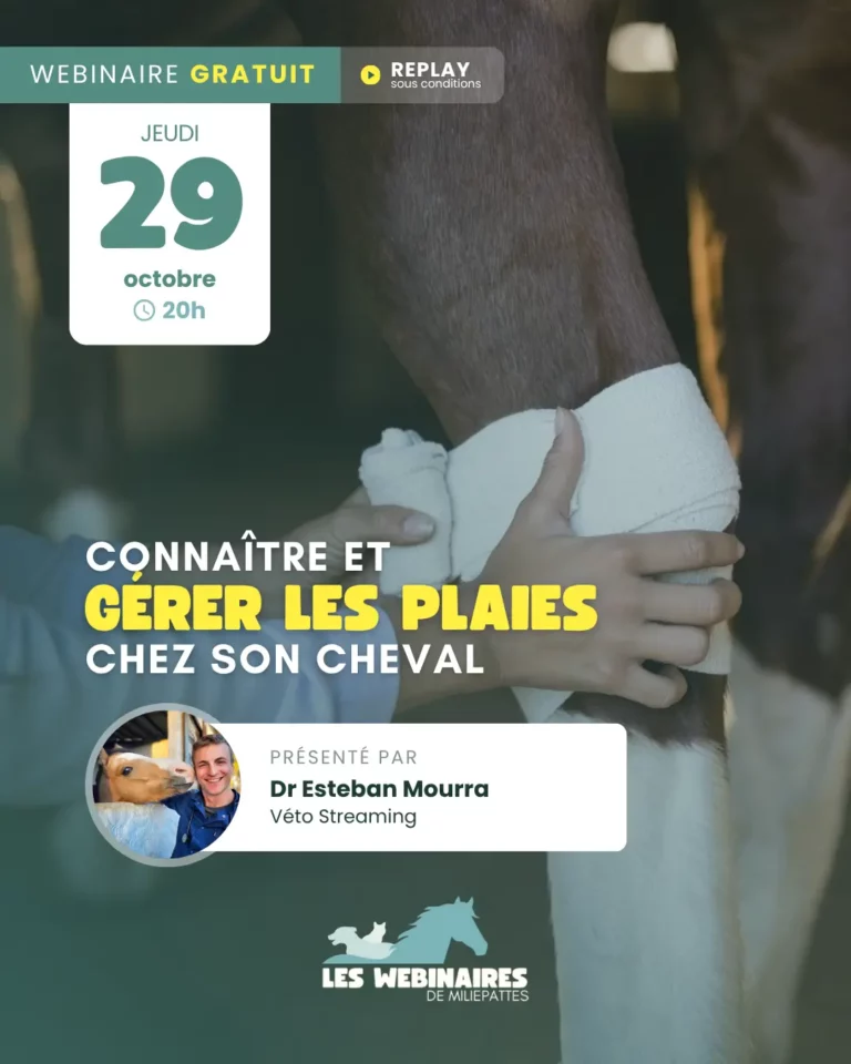 Connaitre et gérer les plaies chez son cheval