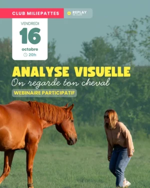 Analyse visuelle : on regarde ton cheval