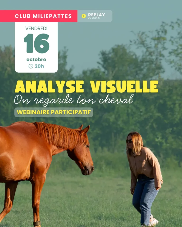 Analyse visuelle : on regarde ton cheval