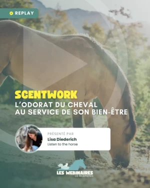 Le nez de ton cheval était bien plus qu’un simple outil pour trouver des friandises ? Si tu pouvais utiliser son odorat comme un véritable levier sur son bien-être au quotidien ? Découvre le Scentwork et ses applications pratiques et concrètes !