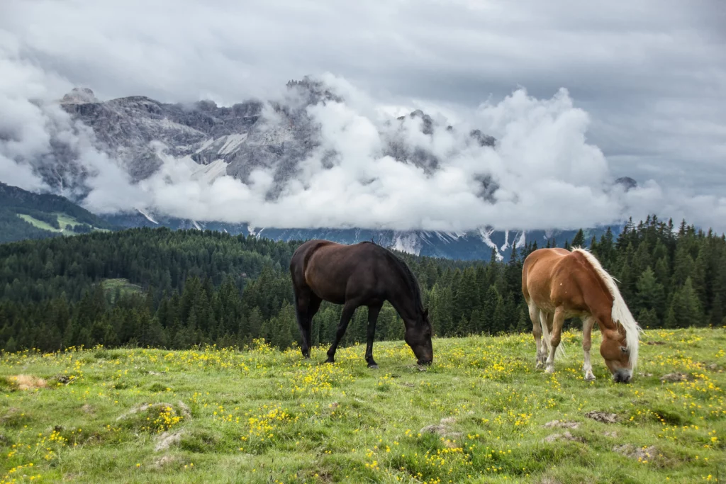 La nature ne suffit pas toujours au cheval domestique. Découvrez pourquoi la santé équine et le bien-être du cheval nécessitent une approche adaptée à ses besoins physiologiques.