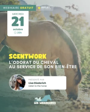 Le nez de ton cheval était bien plus qu’un simple outil pour trouver des friandises ? Si tu pouvais utiliser son odorat comme un véritable levier sur son bien-être au quotidien ? Découvre le Scentwork et ses applications pratiques et concrètes !