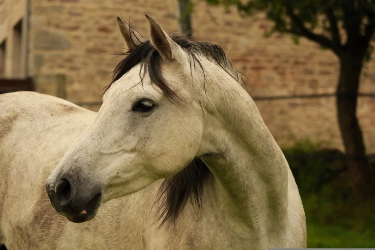 Ton cheval tousse régulièrement ? Il semble essoufflé plus rapidement qu'avant, récupère difficilement après l'effort ou présente un jetage récurrent ? C’est peut-être l'asthme équin, la maladie respiratoire chronique la plus fréquente chez le cheval.